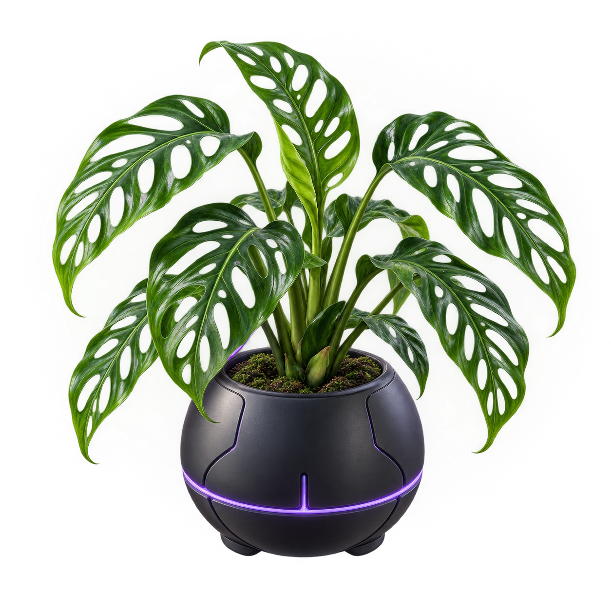 A complete rare Monstera specimen in a softly illuminated dark pot